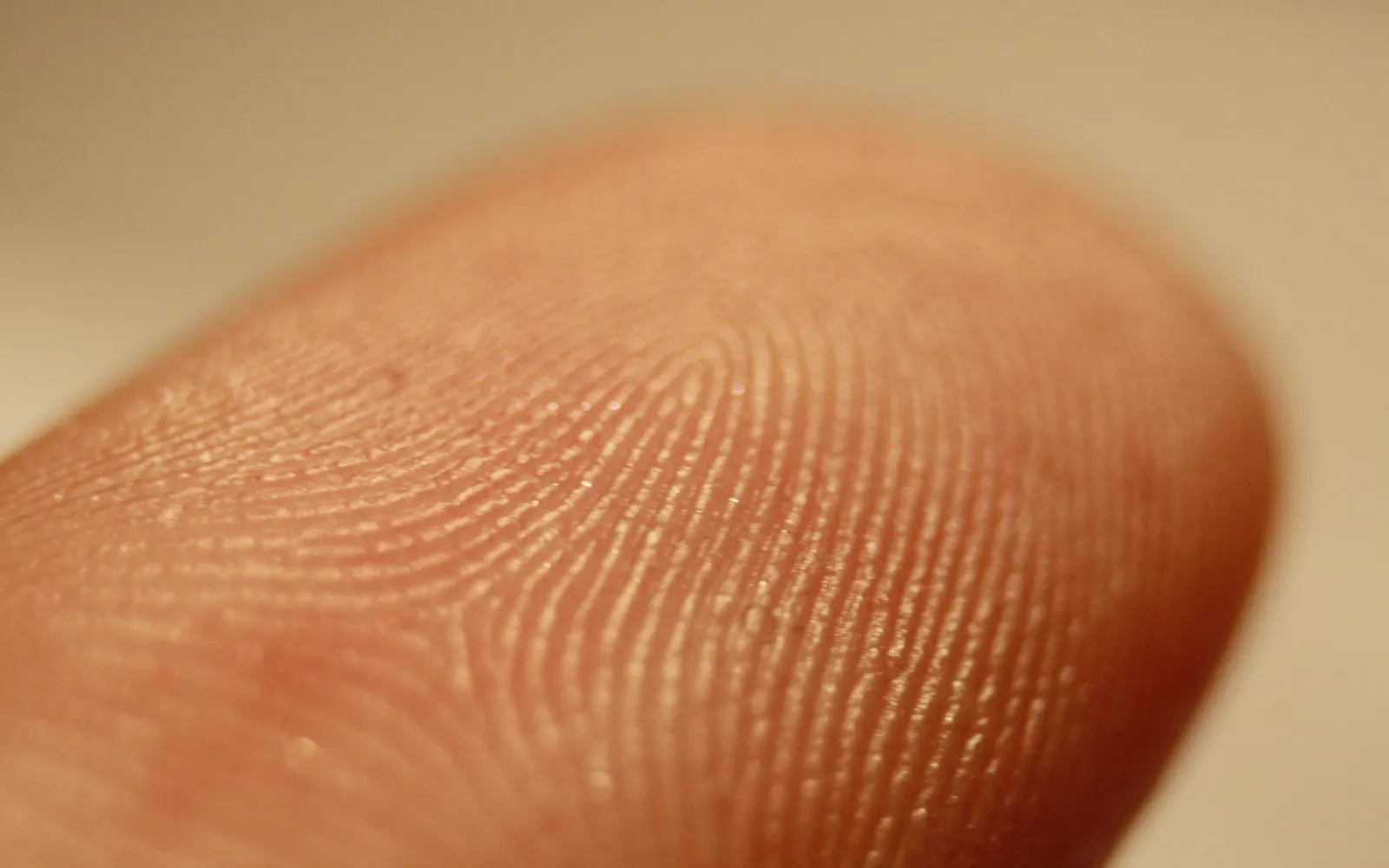 Close-up of the ridges on a fingertip
